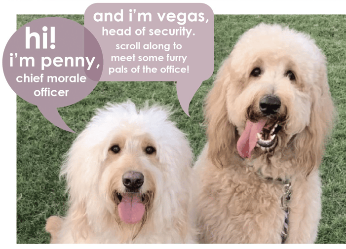 T-shirt-company-for-dog-lovers-penny-and-vegas